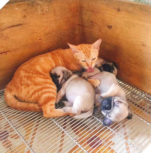 Quá buồn vì mất con nên mèo mẹ lén sang chăm sóc 3 chú chó con cho đỡ nhớ 3