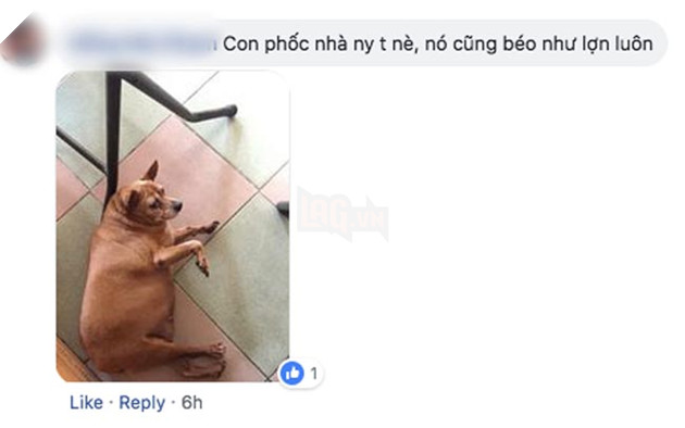 Dân mạng đua nhau chọc quê chàng chó vì mập ú nên đã qua bao mùa lúa chín mà vẫn còn “trinh nguyên” 9