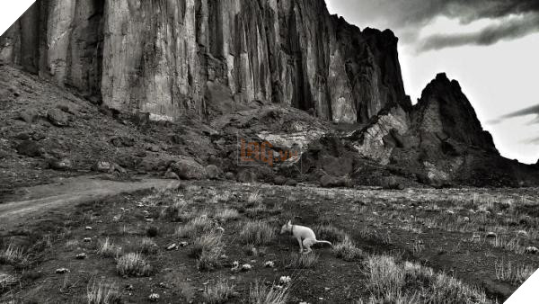 pooping pooches dog calendar 5ba1edaf45a1d 700