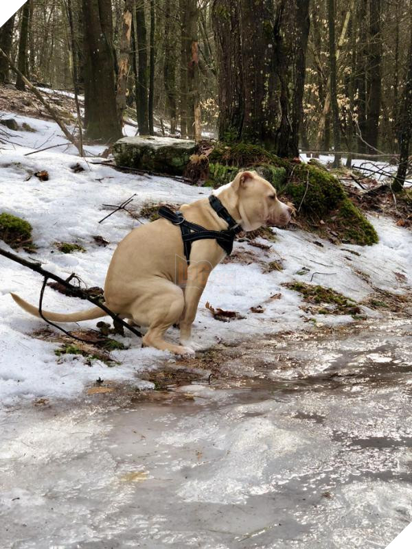 pooping pooches dog calendar 5ba1eecdc0ab1 700