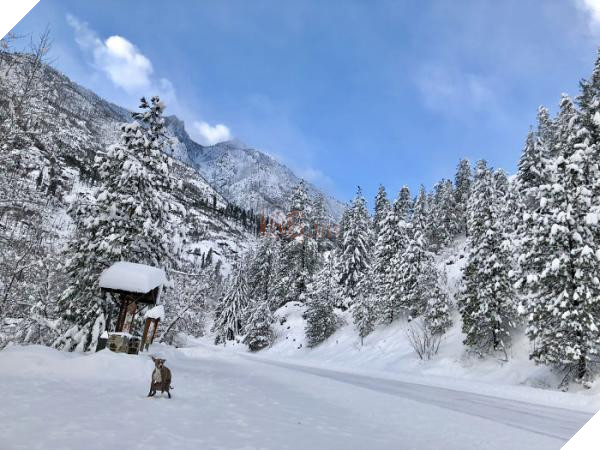 pooping pooches dog calendar 5ba1f397afca8 700