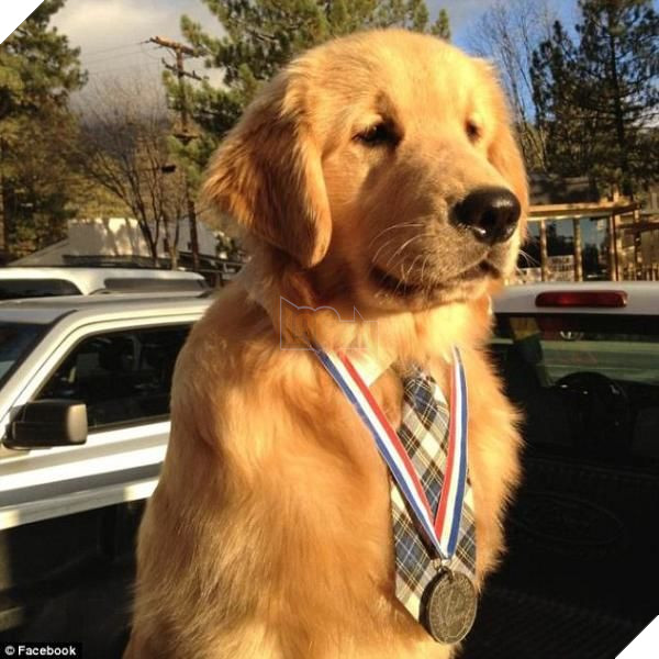 
Maximus Mighty Dog Mueller II - thị trưởng mới ở thị trấn của California