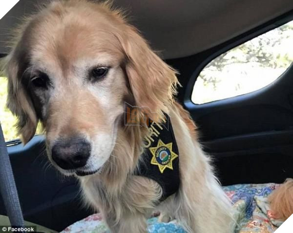 Boss nhà người ta: Được bầu làm thị trưởng của thị trấn California và được tặng cả xe riêng