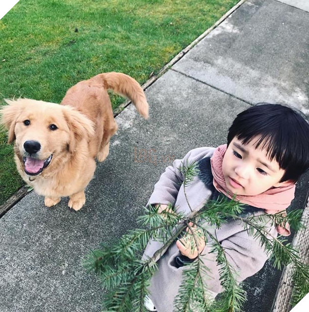 Gặp gỡ tình bạn “vàng” của cậu bé Hàn Quốc và thú cưng của mình 4
