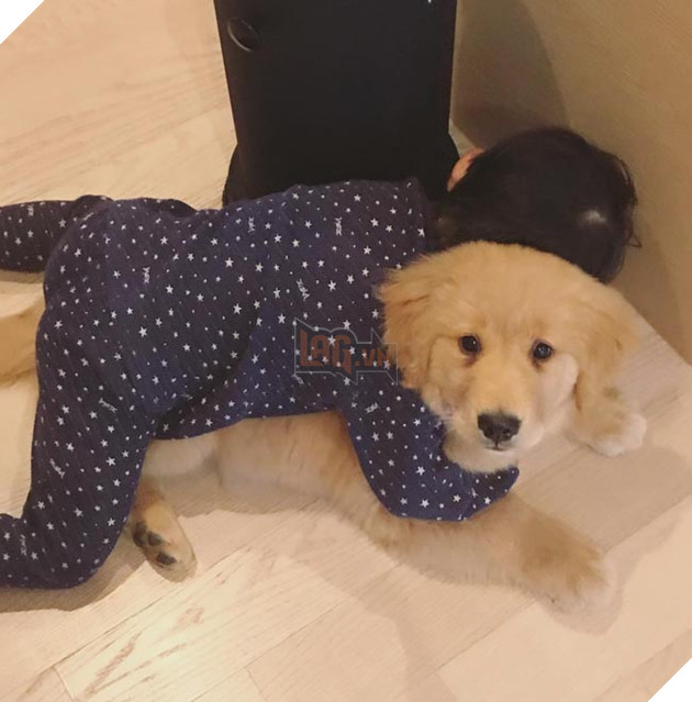 Gặp gỡ tình bạn “vàng” của cậu bé Hàn Quốc và thú cưng của mình 8