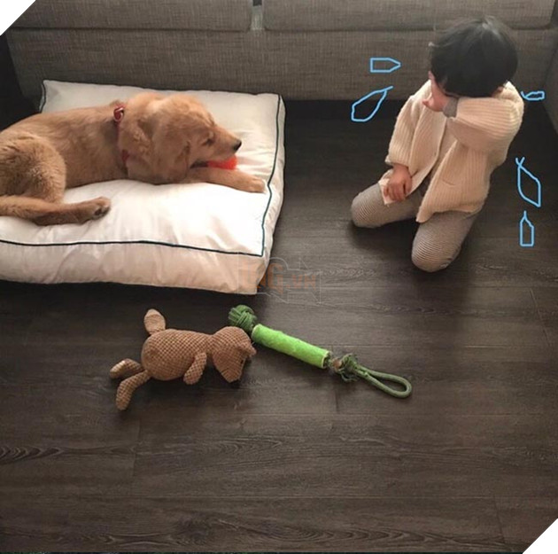 Gặp gỡ tình bạn “vàng” của cậu bé Hàn Quốc và thú cưng của mình 14