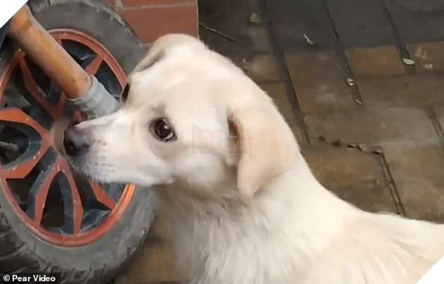 Khoảnh khắc cảm động: Chó mẹ hôn tạm biệt đứa con sắp được nhận nuôi khiến cư dân mạng không khỏi ngậm ngùi - Ảnh 3.