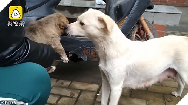 Khoảnh khắc cảm động: Chó mẹ hôn tạm biệt đứa con sắp được nhận nuôi khiến cư dân mạng không khỏi ngậm ngùi - Ảnh 5.