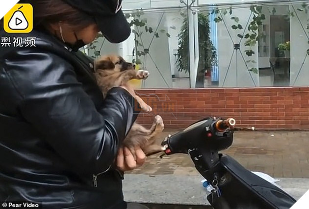 Khoảnh khắc cảm động: Chó mẹ hôn tạm biệt đứa con sắp được nhận nuôi khiến cư dân mạng không khỏi ngậm ngùi - Ảnh 6.