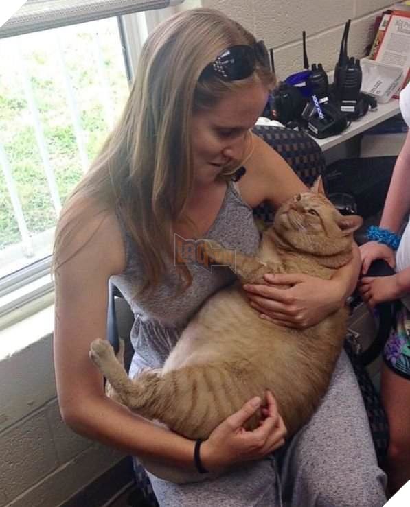 'Rung rinh' trái tim trước bộ ảnh cưới của cặp đôi và 'hoàng thượng' mèo mập