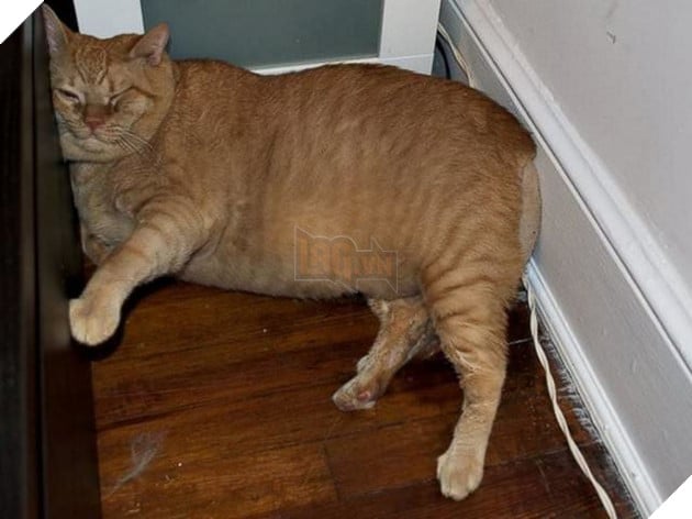 
Khó khăn lắm Vito mới thích nghi được với cuộc sống mới.