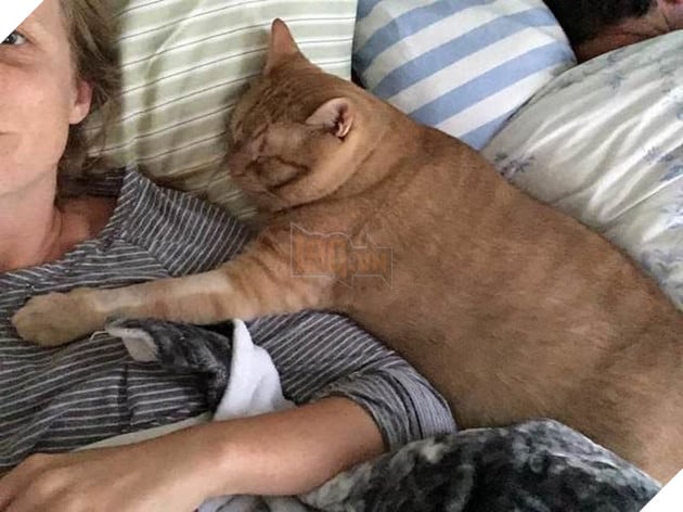 
Phải mất một thời gian để Vito trở nên thân thiện và gần gũi với chủ mới của mình.