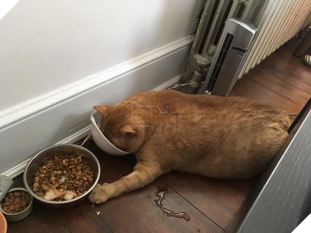 'Rung rinh' trái tim trước bộ ảnh cưới của cặp đôi và 'hoàng thượng' mèo mập