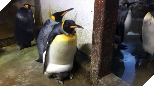   Cặp cánh cụt đực giấu chú chim cánh cụt con dưới bụng.  