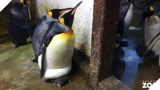 Cặp cánh cụt đồng tính âm mưu 'bắt cóc' cánh cụt con về nuôi 1