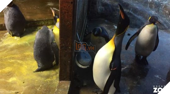 Cặp cánh cụt đồng tính âm mưu 'bắt cóc' cánh cụt con về nuôi 2