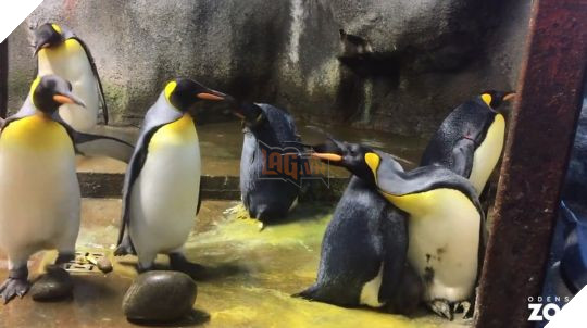   2 chú cánh cụt giả vờ như không giấu đứa con khi bố mẹ nó đến đòi.  