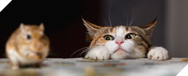 Hóa ra không phải cứ nuôi mèo là bớt chuột - nghịch lý này đã được khoa học chứng minh hẳn hoi - Ảnh 1.