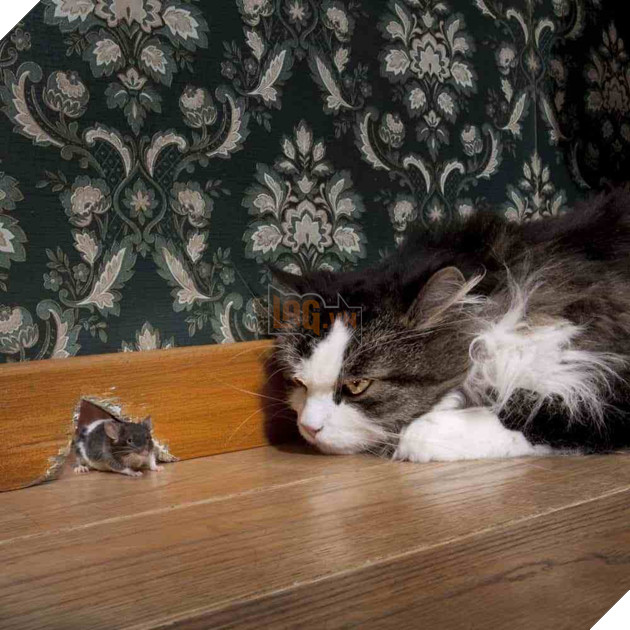 Hóa ra không phải cứ nuôi mèo là bớt chuột - nghịch lý này đã được khoa học chứng minh hẳn hoi - Ảnh 3.