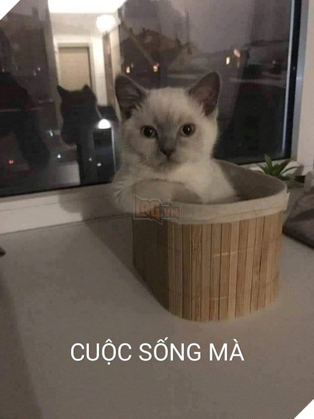  Meme trong ngày Tổng hợp Meme Biết sao được, Cuộc sống mà từ cộng đồng mạng 4