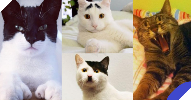 Cùng ngắm nghía các ‘boss’ mèo có bộ lông đặc biệt nhất thiên hà