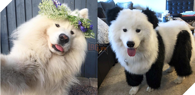 Ngoài Husky, người anh em Samoyed cũng là loài chó ngáo ngơ không kém