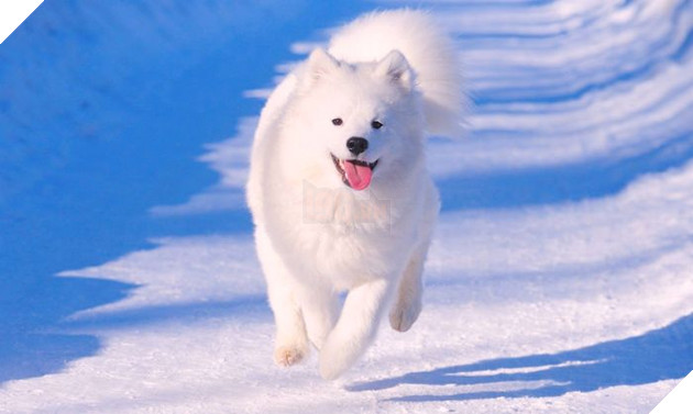 Ngoài Husky, người anh em Samoyed cũng là loài chó ngáo ngơ không kém