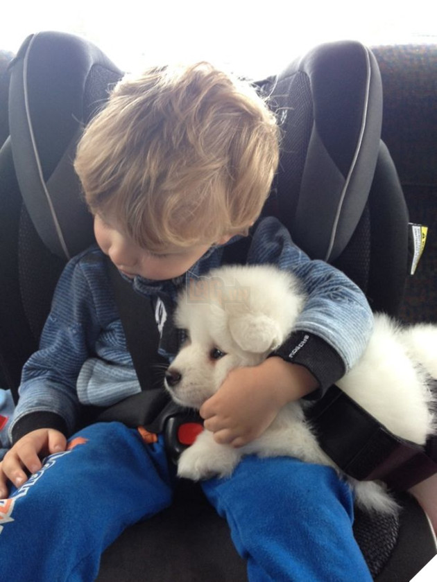 
Samoyed và trẻ con là sự kết hợp không thể ngọt ngào hơn.