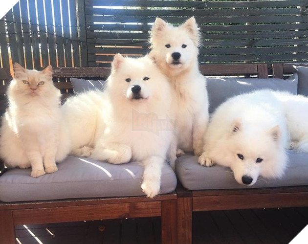 Hội anh em không giống gì chỉ giống mỗi màu lông.