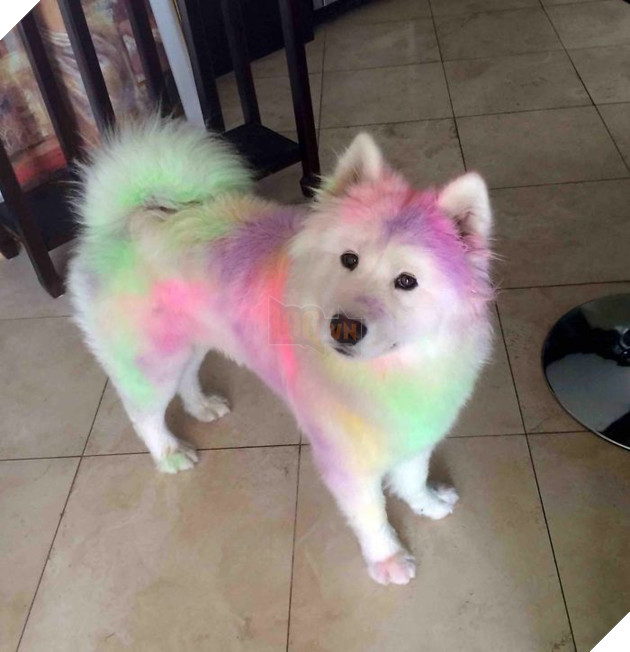 
Một thanh niên vừa đi chơi “Color Me Run” về.