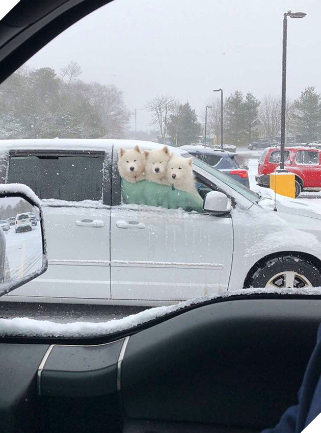 
Samoyed rất yêu thích tuyết, bọn nó sẽ thò hẳn đầu ra ngoài xe để cảm thấy mát lạnh.