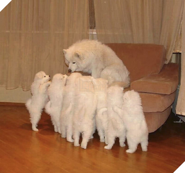 “Ngồi yên, ba sẽ kể cho mấy đứa chuyện ba gặp mẹ thế nào nhé”