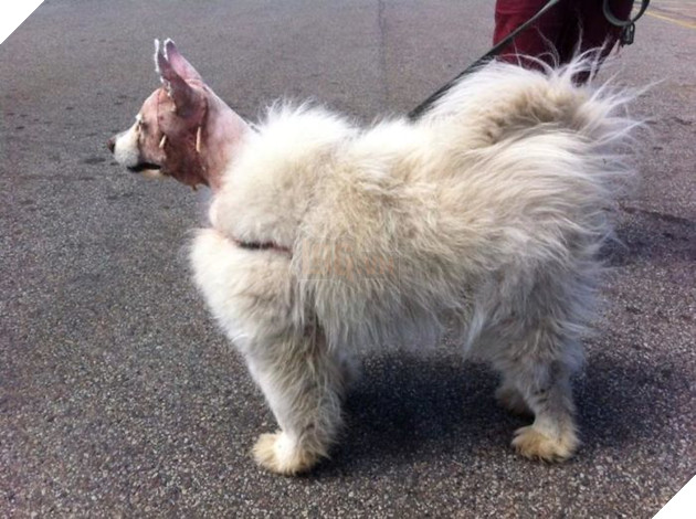 
Samoyed cạo lông phần thân thì thấy nhiều rồi, nhưng cạo lông đầu thì mới thấy lần đầu.