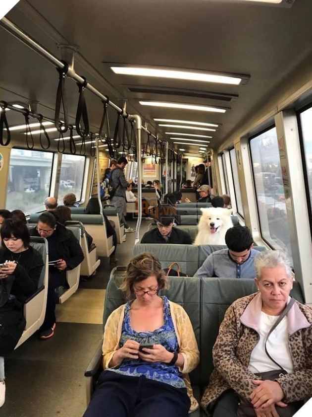 
Mỗi khi bắt gặp Samoyed, bạn sẽ thấy ngay nụ cười rạng rỡ của bọn nó.