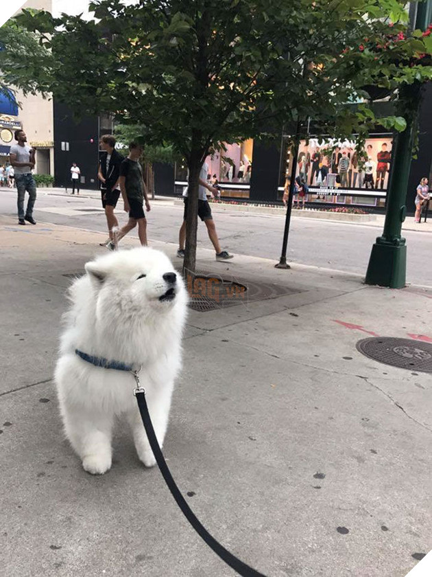 
Bộ lông trắng muốt, và đôi mắt đen nhỏ giúp Samoyed trông rất hiền lành.