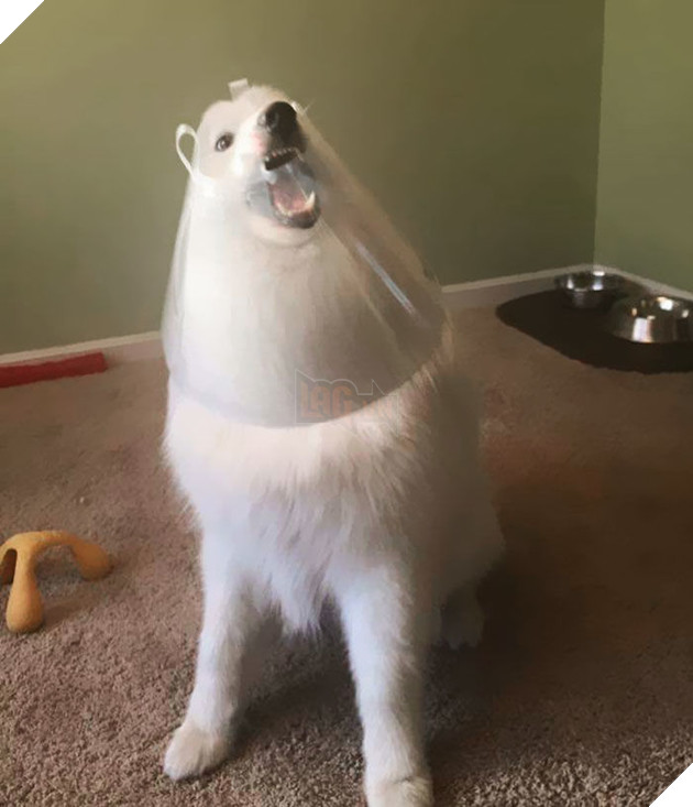 
Giây phút ngớ ngẩn của loài Samoyed to lớn.