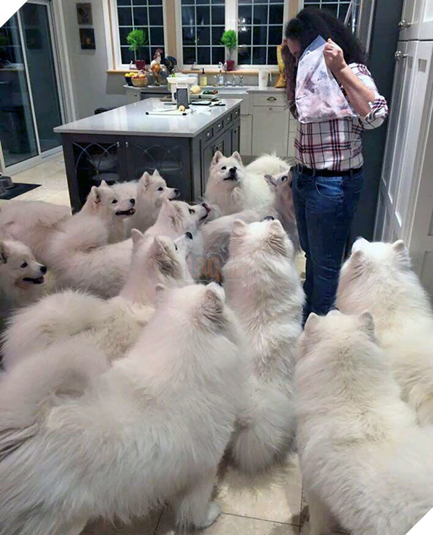 
Khi bạn không chỉ nuôi 1 em Samoyed mà là 1 đàn Samoyed.