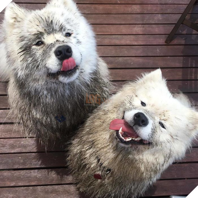 Vừa ngã sấp mặt vào đống sình à.