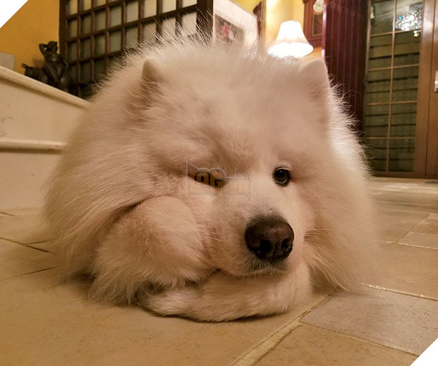 
Suy tư cái gì vậy ta?