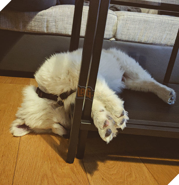 
Logic của Samoyed cũng khó hiểu như ngáo vậy đó...