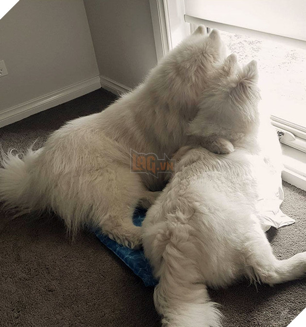 
Anh đang mơ về ngôi nhà và những đứa trẻ!