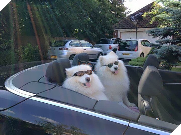 
Chắc là trong hội "rich dog" rồi!