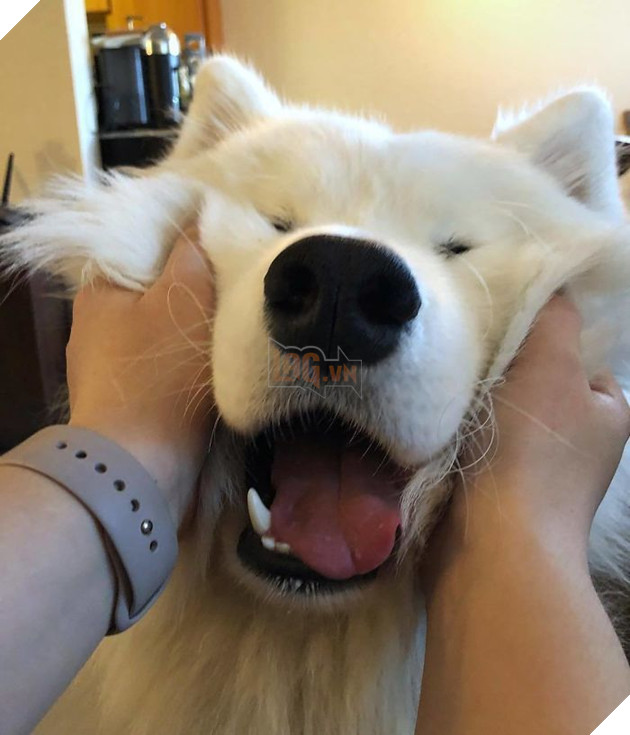 
Phúng phính nên sen thích nựng lắm.