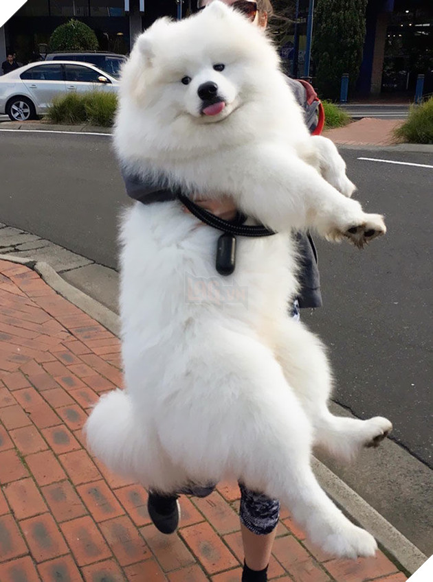 
To xác như vậy mà còn bắt sen ẵm bồng thế kia.