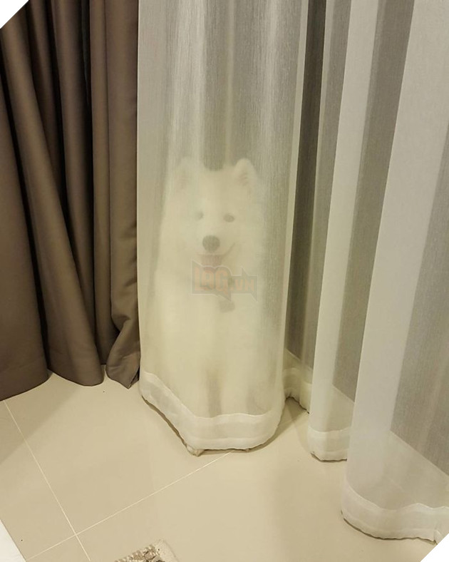 
Trốn kĩ thế này, đố sen tìm được.