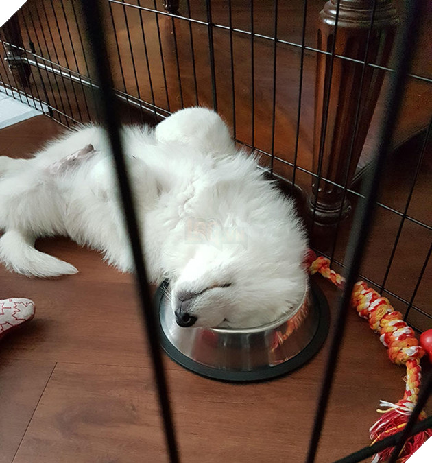 
Ăn xong thì mình lấy chén ăn để ngả lưng luôn.