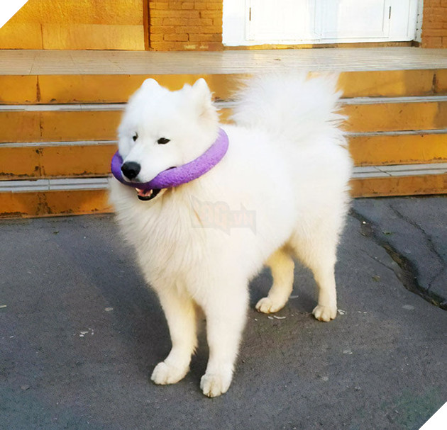 
“Ủa cái này chơi thế nào vậy sen, sao nó vướng vào đầu anh rồi?”