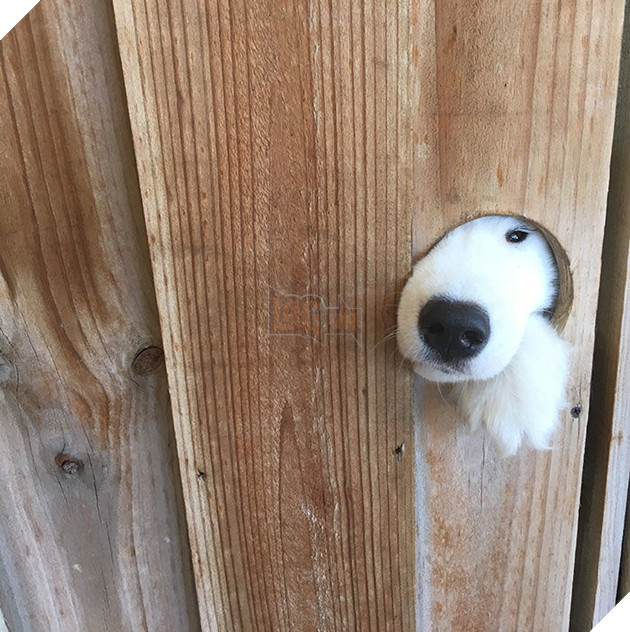 
Chỉ muốn hóng hớt xíu thôi mà!