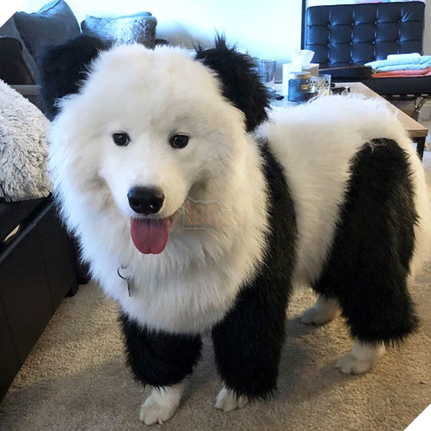 
“Ngoài gấu Bắc Cực, tui còn diễn được vai Gấu Trúc nữa nhen”