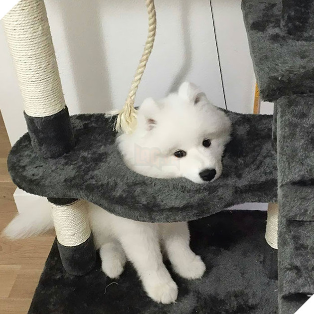 
Mẹ ơi cứu con, kẹt đầu mất rồi!